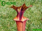 MK F102 Sarracenia Flava var. rubricorpora, Apalachicola National Forest, FL. WS,MS