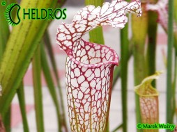 MK H94 Sarracenia x excellens x leucophylla