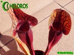 Sarracenia 'DRACULA' Kapturnica Purpurea Hybride