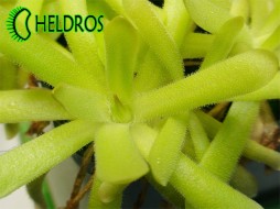 Pinguicula GRACILIS x MOCTEZUMAE