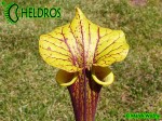 MK F190 Sarracenia Flava var. rubricorpora Dave Richardson. Tall, deep maroon pitchers.