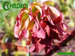 MK L55 Sarracenia Leucophylla Tarnok ,W. Mutant flower form