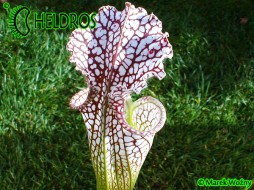 MK L65 Sarracenia Leucophylla Red & white