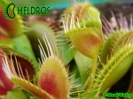 Dionaea Muscipula Muchołówka Trichterfalle - Funnel Trap