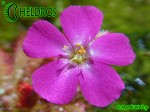 Rosiczka Drosera spatulata var. gympiensis