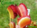 Muchołówka Dionaea Muscipula  Korean Melody Shark