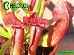 Kapturnica Sarracenia MAROON