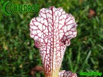 MK L19 Sarracenia Leucophylla Purple and white giant form, Route 71,Nr Altha, N.Florida,W,AH