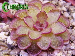 Pinguicula KONDOI - unique plant