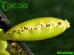 Dionaea Muscipula Muchołówka WHALE