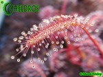Drosera Capensis ALL RED FORM