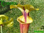 MK F24 Sarracenia Flava var. rubricorpora Giant red tube, Apalachicola National Forest FL, W, Dave Richardson