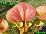 Kapturnica Sarracenia Flava var. cuprea,olive/Copper top, North Carolina,WSPW,F09