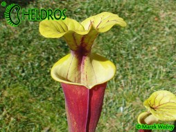 MK F26 Sarracenia Flava var. rubricorpora `Burgundy´