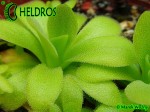Tłustosz Pinguicula Martinezii klon C OG