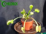 Dionaea Muscipula MUCHOŁÓWKA PURPLE GIANT