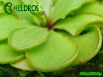 Tłustosz Pinguicula EMARGINATA