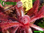 Rosiczka Drosera ASCENDENS RED Form - hairy