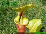 MK F66 Sarracenia Flava var. rubricorpora,Giant red tube,W,MS, Apalachicola National Forest.