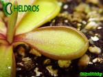 Pinguicula Tłustosz Emarginata RED leaves, pale violet veins