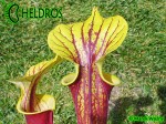 MK F45 Sarracenia Flava var. rubricorpora, Purple tube, Milton, FL., Santa Rosa Co., WS,Very dark,especially in throat