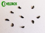 Seeds of Drosera Regia. Nasiona rosiczki REGI
