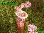 MK L74 Sarracenia Leucophylla Cook Giant DC