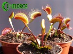 Dionaea Muscipula Muchołówka AKAI RYU - RED DRAGON