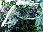 Pływacz Utricularia RENIFORMIS - big form.