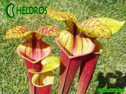 MK F76 Sarracenia Flava var. rubricorpora