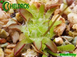 Pinguicula IMMACULATA