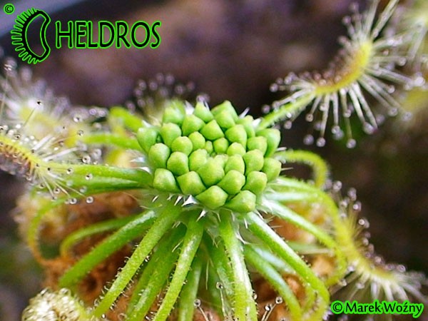 Drosera SCORPIOIDES and formed gemmae.