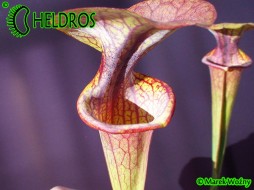 MK F27C Sarracenia Flava var. atropurpurea