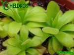 Tłustosz Pinguicula Martinezii klon C OG