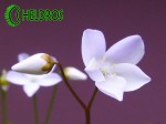 Flower of  Drosera MACROPHYLLA ssp. aff. MONANTHA. Kwiaty Rosiczki MACROPHYLLA ssp. aff. MONANTHA