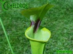 MK F13	Sarracenia Flava var. rugelii Dark throat,Apalachicola National Forest,W, Very dark throat splotch