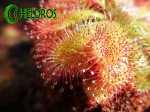 Drosera sp. AUYAN TEPUI. Liść rosiczki sp. AUYAN TEPUI.