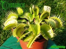 Dionaea Muscipula YELLOW FUSED TEETH clone C.K.