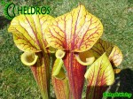 MK F161 Sarracenia Flava var. rubricorpora Apalachicola National Forest, FL. W, F58,JA