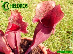 Sarracenia PURPUREA subsp. VENOSA - All Red Form