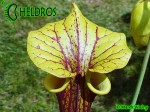 MK F190 Sarracenia Flava var. rubricorpora Dave Richardson. Tall, deep maroon pitchers.