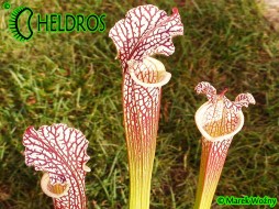 MK L74 Sarracenia Leucophylla Cook Giant