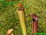 MK A26 Sarracenia Alata var. rubrioperculata. Red lid,very tall strong olive green pitchers,going darker by Autumn, throat black. De Soto National Forest. W PM 1994