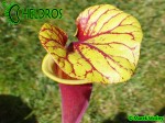 MK F213 Sarracenia Flava var. rubricorpora NC Form 2,AH SM 2006