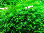 Mech Phoenix moss Fissidens fontanus