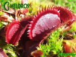 Dionaea Muscipula Muchołówka RED SHARK TEETH