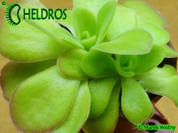Pinguicula AGNATA 'CSUF' - scented fl.
