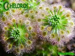 Drosera ROSEANA and gemmae