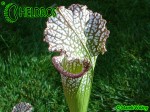 MK L64 Sarracenia Leucophylla Red  White, very stocky autumn Pitcher. Plant originally brought in by Dave Taylor, late 70s
