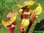 MK F76 Sarracenia Flava var. rubricorpora,Apalachicola National Forest, FL. W,F36,JA